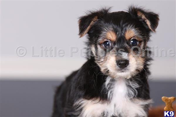 littlepuppiesonline Picture 1