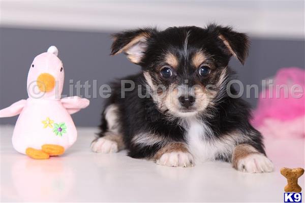 littlepuppiesonline Picture 1