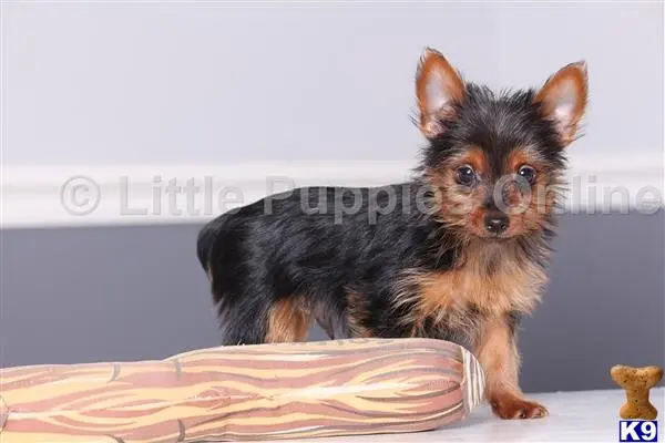 Yorkshire Terrier