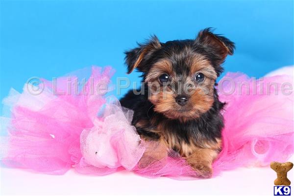 coconut for yorkies terrier puppy for sale coconut teacup yorkie 4 years coconut for yorkies terrier puppy for sale coconut teacup yorkie 4 years