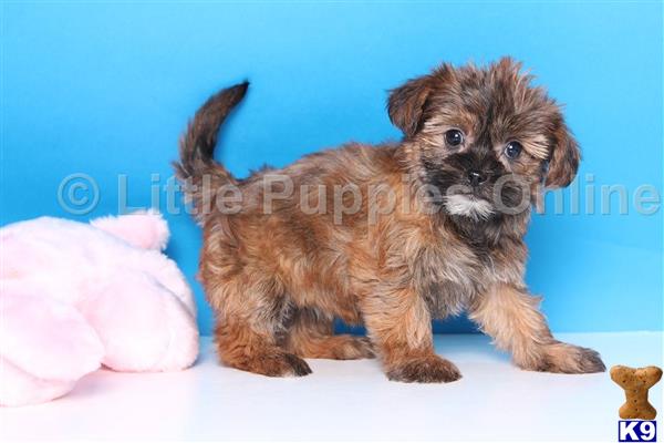 yorkshire terrier puppy posted by littlepuppiesonline
