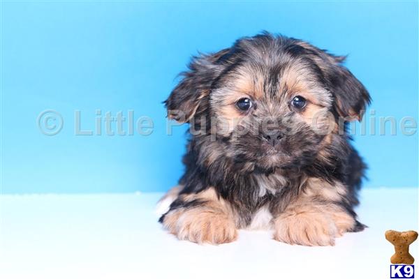 yorkshire terrier puppy posted by littlepuppiesonline