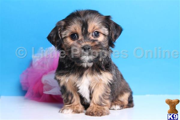 yorkshire terrier puppy posted by littlepuppiesonline