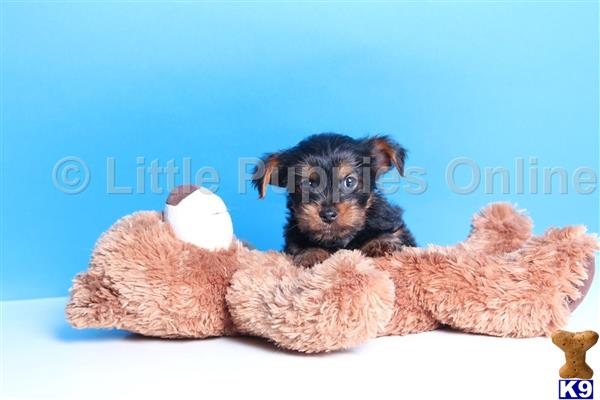 yorkshire terrier puppy posted by littlepuppiesonline