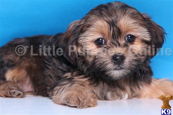 yorkshire terrier puppy posted by littlepuppiesonline