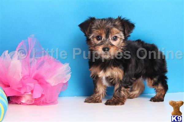 yorkshire terrier puppy posted by littlepuppiesonline