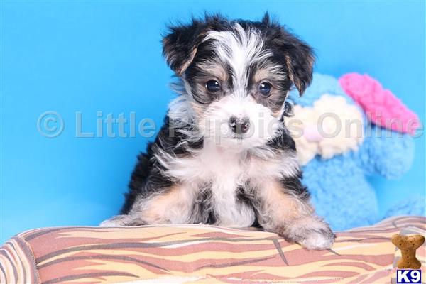 yorkshire terrier puppy posted by littlepuppiesonline