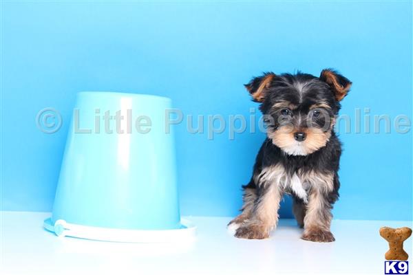 yorkshire terrier puppy posted by littlepuppiesonline
