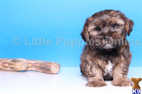 yorkshire terrier puppy posted by littlepuppiesonline