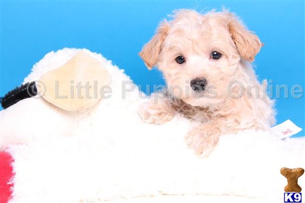 yorkshire terrier puppy posted by littlepuppiesonline