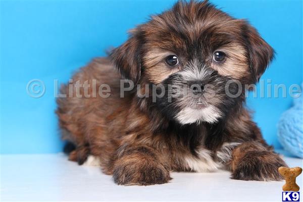 yorkshire terrier puppy posted by littlepuppiesonline