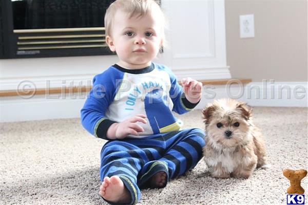 yorkshire terrier puppy posted by littlepuppiesonline