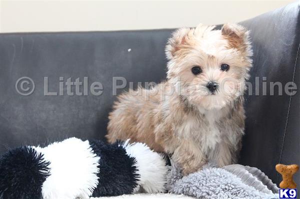 yorkshire terrier puppy posted by littlepuppiesonline