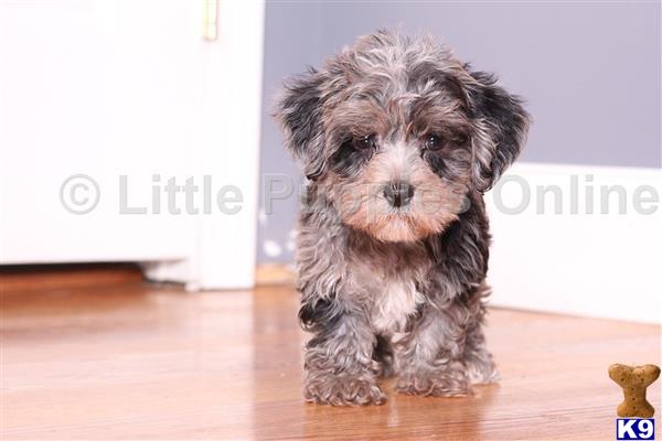 blue merle yorkie for sale