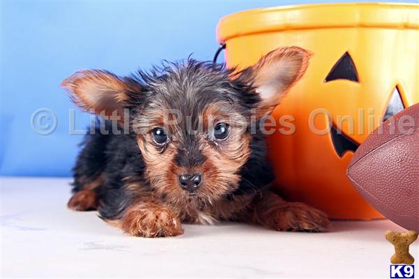 puppy spot breeder login terrier puppy for sale spot aca yorkie 6 years puppy spot breeder login terrier puppy for sale spot aca yorkie 6 years