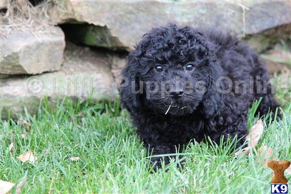 littlepuppiesonline Picture 2