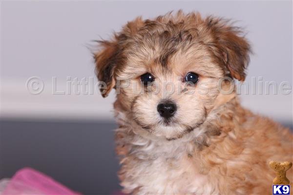 littlepuppiesonline Picture 2