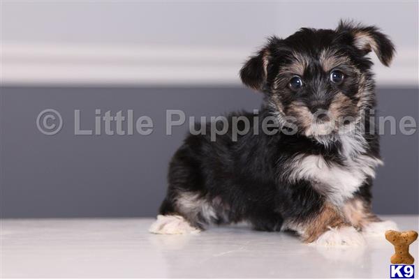 littlepuppiesonline Picture 2