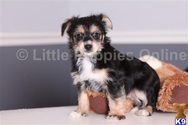 littlepuppiesonline Picture 2