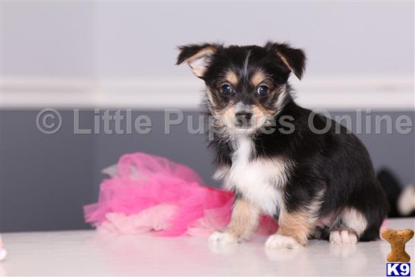 littlepuppiesonline Picture 2