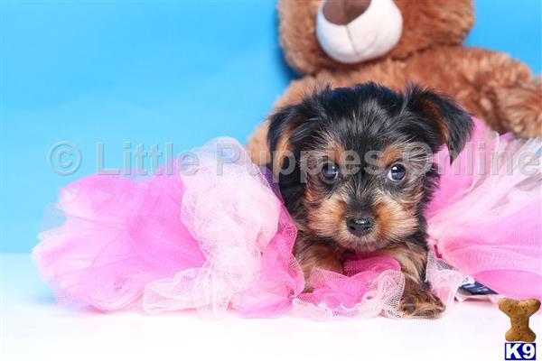 coconut for yorkies terrier puppy for sale coconut teacup yorkie 4 years coconut for yorkies terrier puppy for sale coconut teacup yorkie 4 years