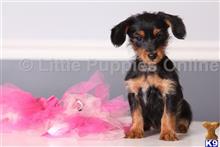 yorkshire terrier puppy posted by littlepuppiesonline