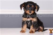 yorkshire terrier puppy posted by littlepuppiesonline