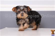 yorkshire terrier puppy posted by littlepuppiesonline