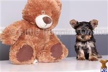 yorkshire terrier puppy posted by littlepuppiesonline