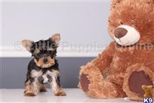 yorkshire terrier puppy posted by littlepuppiesonline