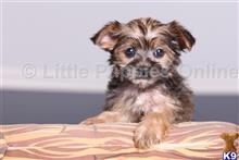 yorkshire terrier puppy posted by littlepuppiesonline