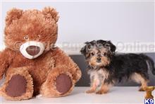 yorkshire terrier puppy posted by littlepuppiesonline
