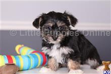 yorkshire terrier puppy posted by littlepuppiesonline