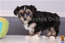 yorkshire terrier puppy posted by littlepuppiesonline