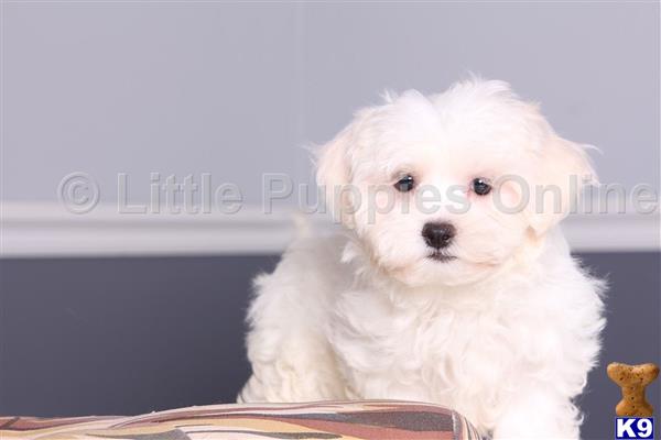 Maltese puppy for sale