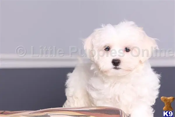 Maltese