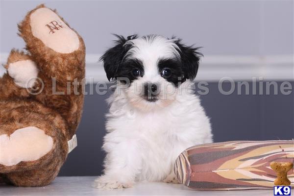 Maltese puppy for sale
