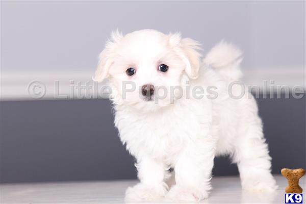 Maltese puppy for sale