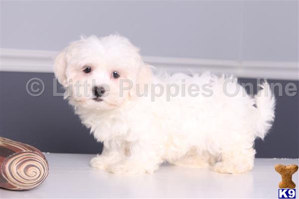 Maltese puppy for sale