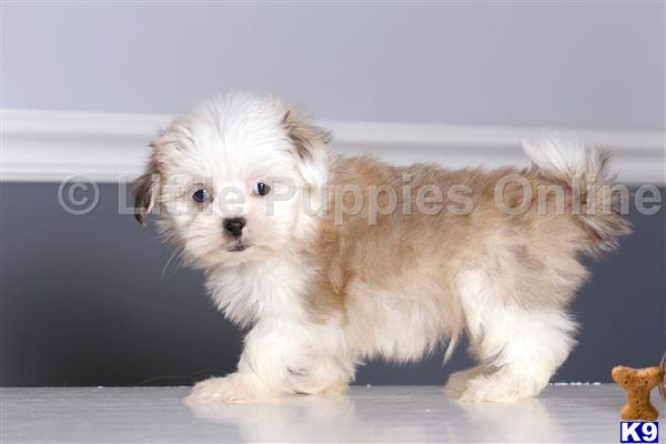 Maltese puppy for sale