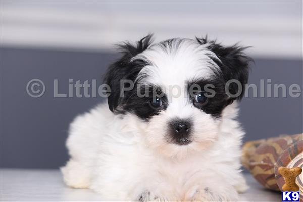 Maltese puppy for sale