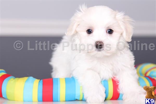 Maltese puppy for sale