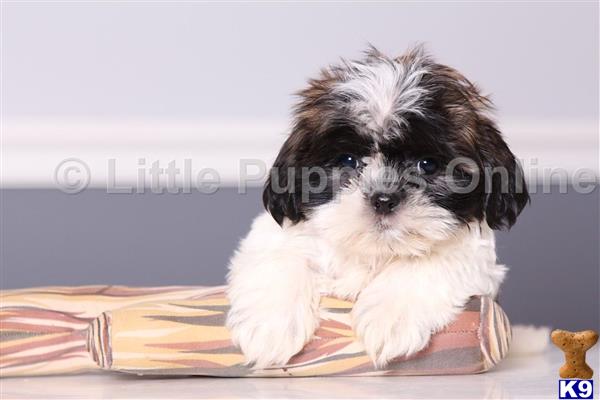 Shih Tzu puppy for sale