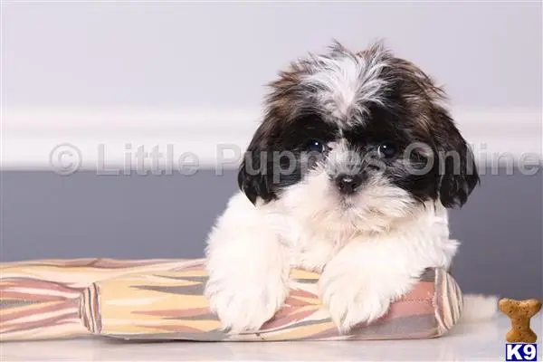 Shih Tzu