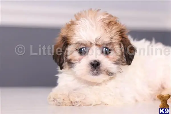 Shih Tzu