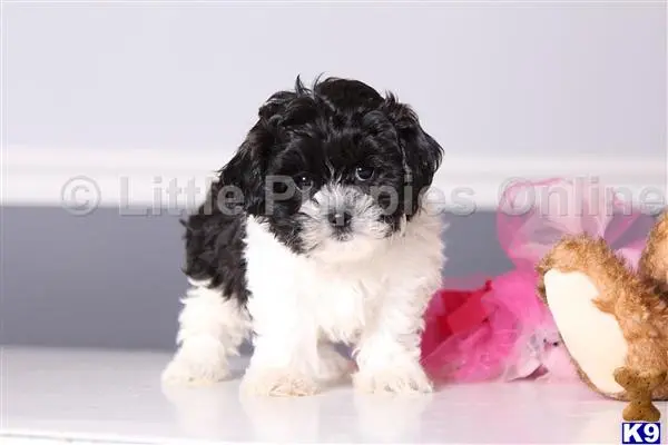 Shih Tzu