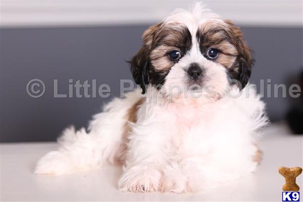 Shih Tzu puppy for sale