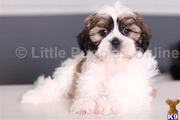 Shih Tzu