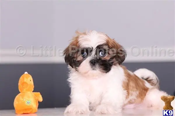 Shih Tzu