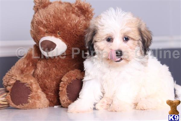 Shih Tzu puppy for sale